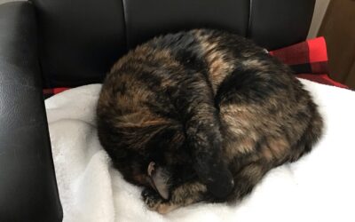 Are you a traveling nurse or digital nomad having a problem finding furnished rentals that allow cats and dogs of any size?